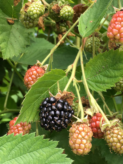 Blackberries 