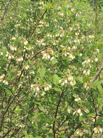 Flowering blueberry bushes