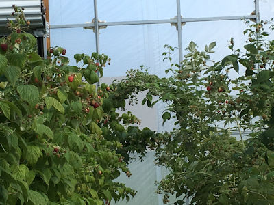 Raspberries in Tunnel