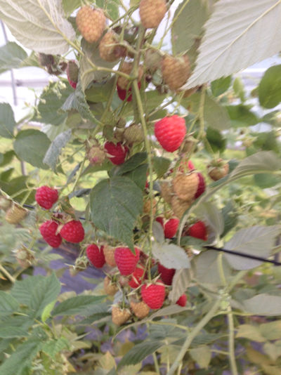 Raspberries on the vine