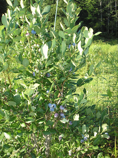 UPick Blueberries