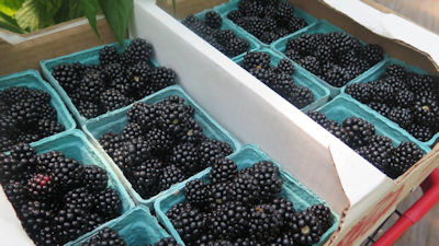 Upick blackberries