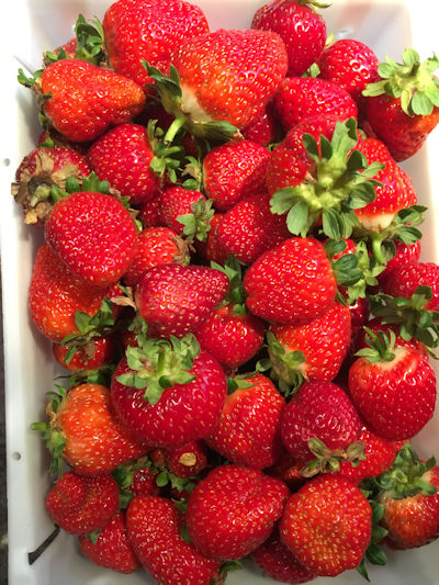 Upick strawberries