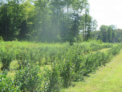 beautiful picking day