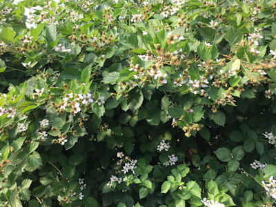 blackberries in bloom