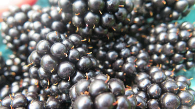 blackberris close up