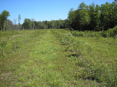 blueberry fields