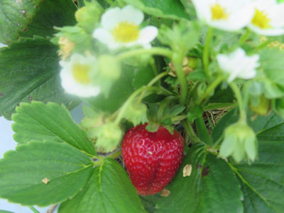 fresh strawberries1