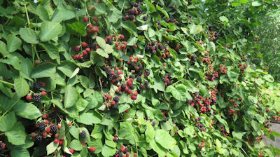 wall of blackberries1