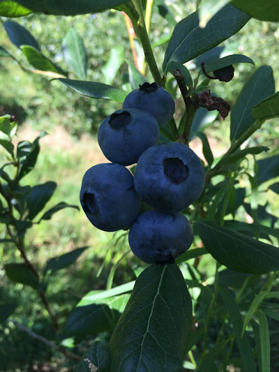 Blueberries ready for picking