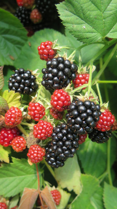blackberries