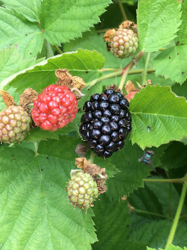 blackberry bush